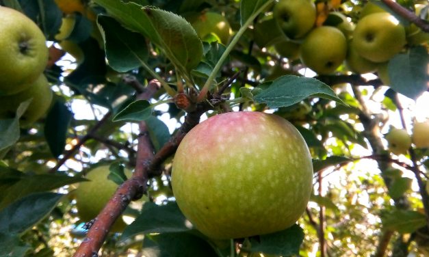 Wisata Petik Buah Apel di Kota Batu, Malang