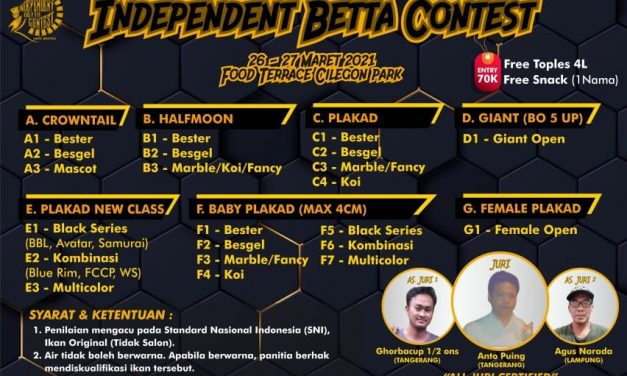 IBC, Kontes Pemersatu Pecinta Ikan Cupang Hias