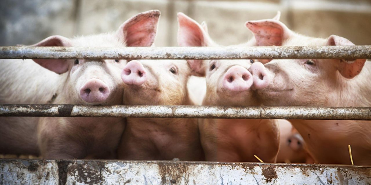 Omon-Omon Bahasa: Babi