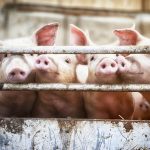 Omon-Omon Bahasa: Babi