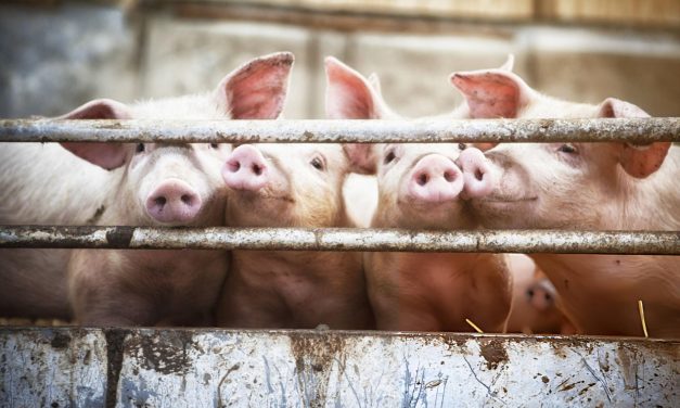 Omon-Omon Bahasa: Babi